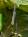 Mecistogaster modesta (Bromeliad Helicopter).jpg